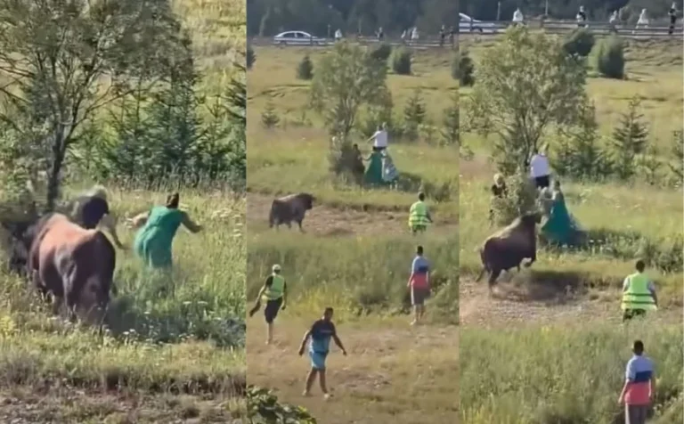 Korida na Igmanu se otela kontroli: Bik pobjegao iz ringa i krenuo prema publici